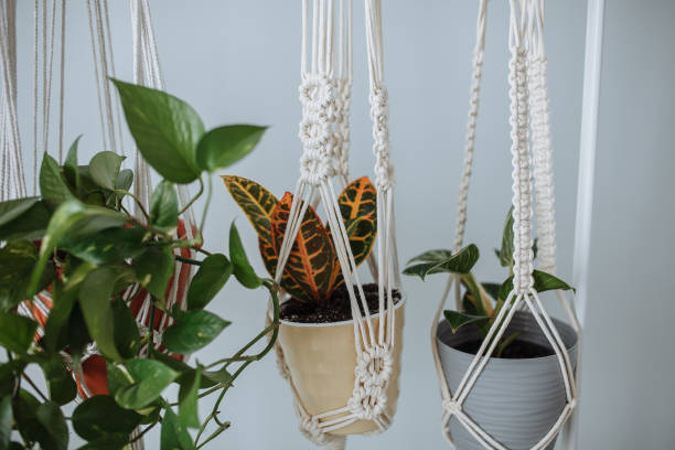 istock Potted houseplants hanging in a white macrame planter 1372162184