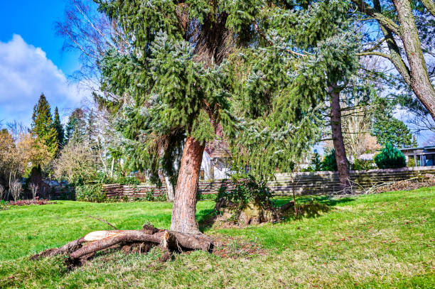 istock Uprooted and crooked coniferous tree. 1372163808