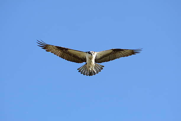 istock Bird of Prey 137216519