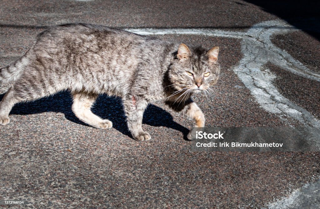 Gray cat with incredulous expression on outdoor blurred gray background Animal Stock Photo
