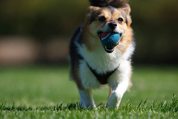 istock Puppy fetching ball 137216682