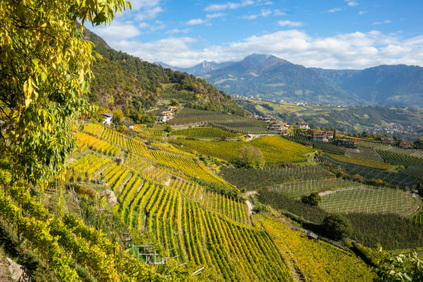 italien, blick über weinberge in südtirol - merano stock-fotos und bilder