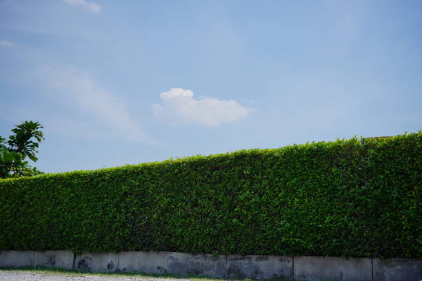 Green leaves wall in garden Abstract green leaves wallpaper in natural and sky background brush fence stock pictures, royalty-free photos & images