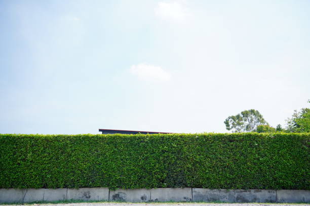 A view of a garden fence with tall canopy plants in concrete pots near a gray office building filled with glass windows with blurred foregrounds.