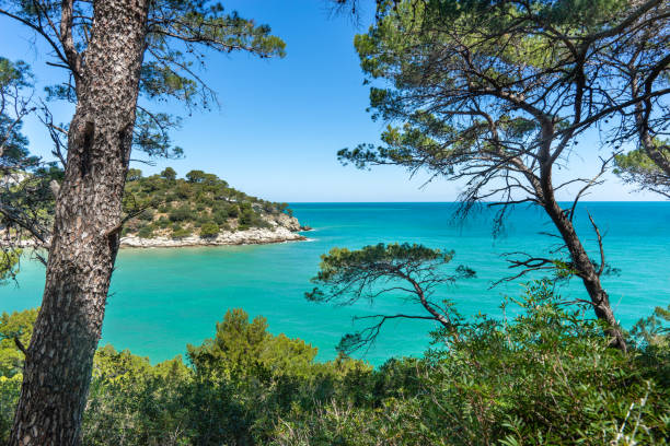 beautiful view of the coast in Gargano National Park, Puglia Italy, Adriatic sea, turquoise water and wonderful landscape with pine trees adriatic sea stock pictures, royalty-free photos & images