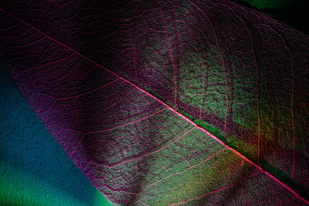 istock abstract colorful background. skeleton leaf texture macro photography. elements of nature  lit by the prism. organic design 1372167576