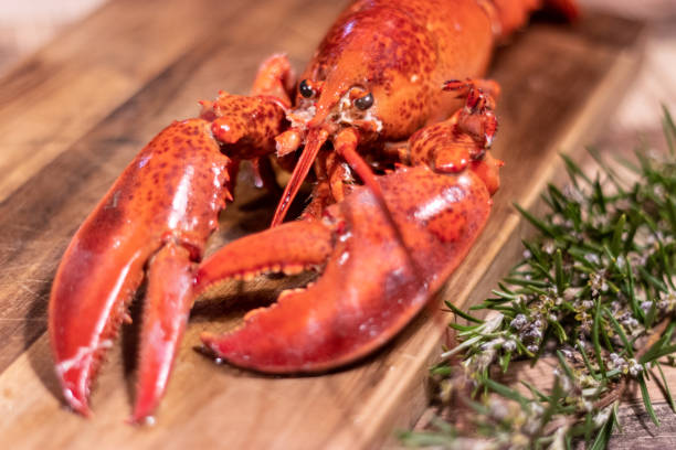 Cooked lobster with rosemary stock photo