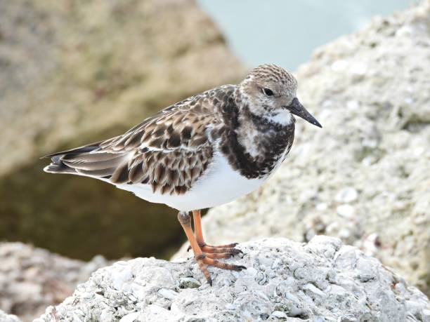 Ruddy Turnstone (Arenaria interpres) - resting on a rock Ruddy Turnstone - profile ruddy turnstone stock pictures, royalty-free photos & images