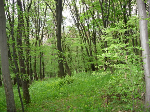 Green forest in the spring. Natural landscape. Trees in the woods