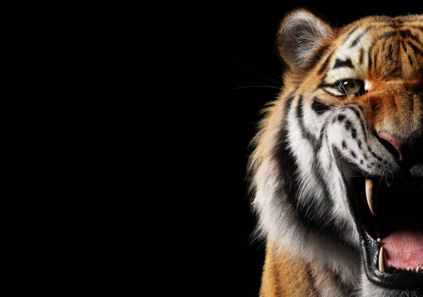 retrato del rugido del tigre sobre negro - mouth open fotos fotografías e imágenes de stock