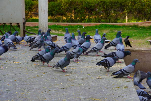 istock pigeons eating food image HD 1372170336
