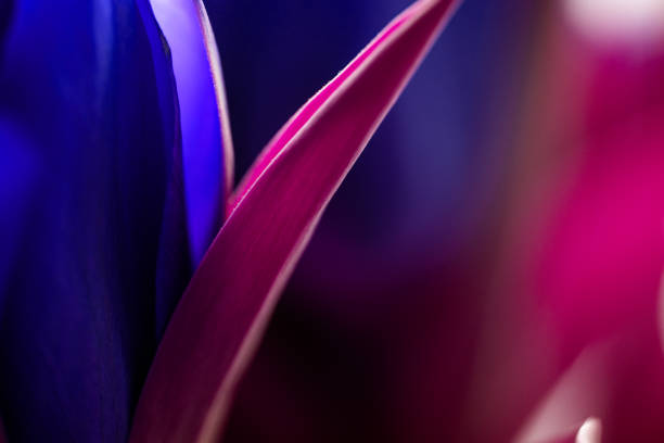 istock Neon colored tulip petals and leaves close up. 1372170561