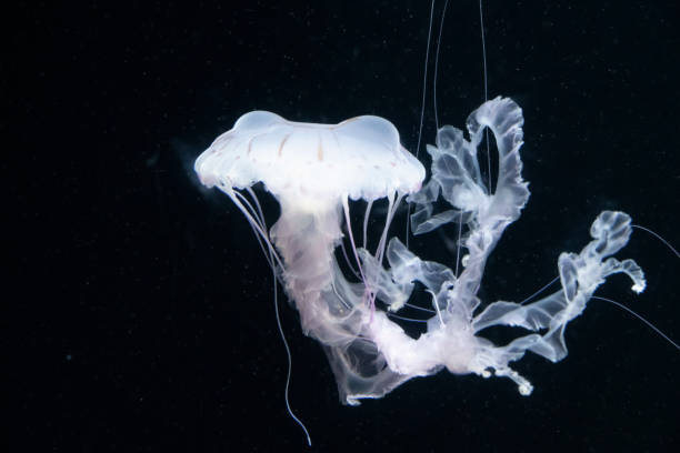 Glowing jellyfish in the deep blue pacific ocean. Surreal. Night dive photo. Fantastic colours.