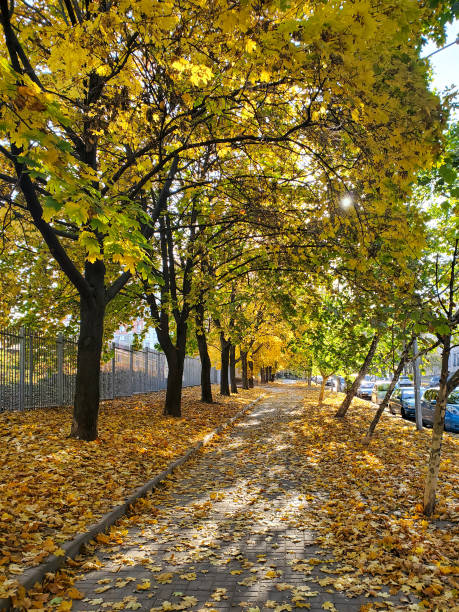 istock Beautiful autumn, yellow fallen leaves, walking path in the park 1372171452