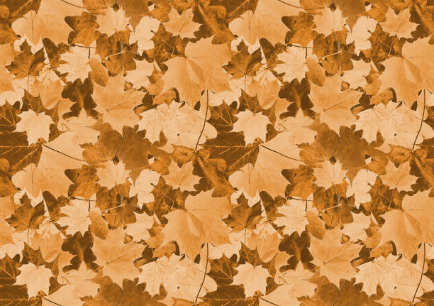 istock Maple leaf camouflage for the hunter. Seamless background of autumn maple leaves. 1372171629