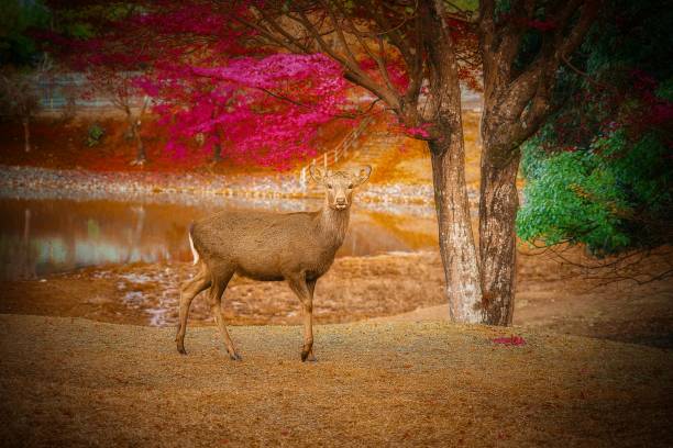 istock Japanese landscape1166 deer 1372173675