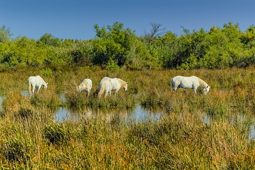 Camargue horse in typical wet meadow, France