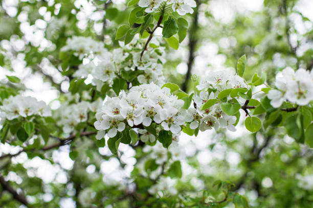 istock A fruit tree blooms in early spring, cherry apple or apricot blossoms 1372175005