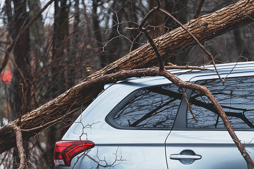 Broken trees after a strong storm went through