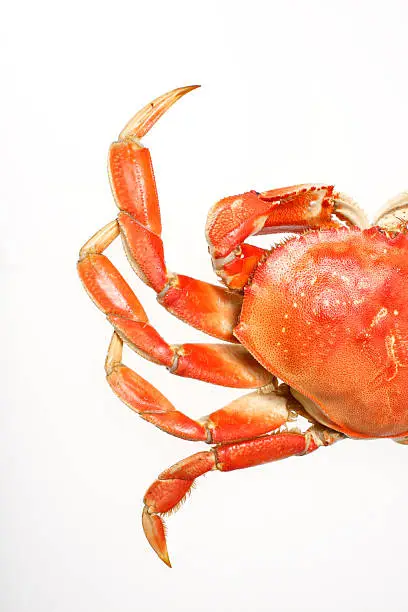 A cooked dungeness crab on a white background.