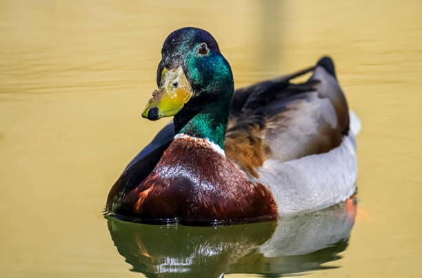 istock Male mallard duck floating on the water 1372175504