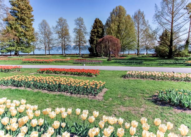 Tulip feast at Morges by spring day, Switzerland
