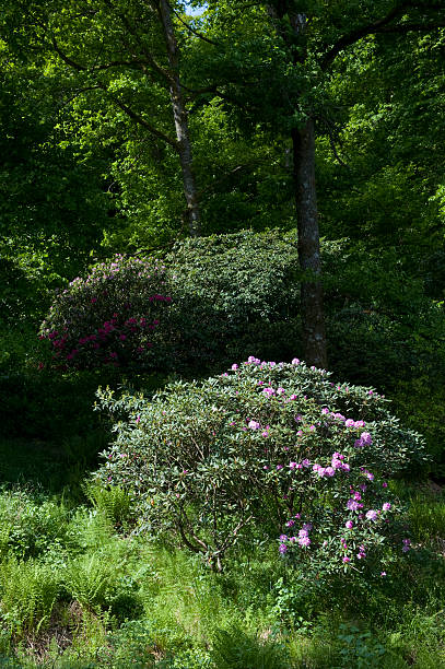 Rhododendron Rhododendron in bloom Sepal stock pictures, royalty-free photos & images