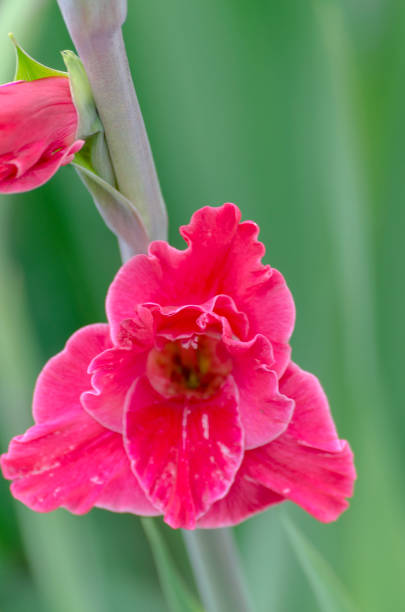 istock Gladiolus in the garden close up 1372176369