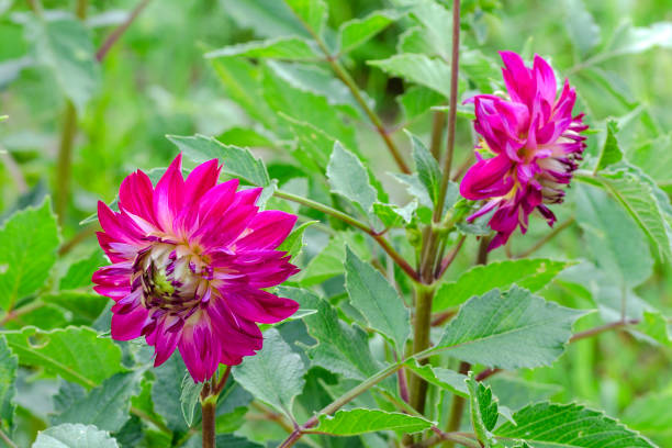 istock Dahlia flowers in the garden 1372176397