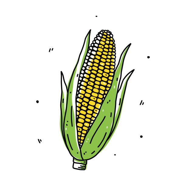 Corn cob isolated on white background Corn cob isolated on white background. Organic healthy food. Vector hand-drawn illustration in doodle style. Perfect for cards, logo, decorations, recipes, various designs. corn crop stock illustrations