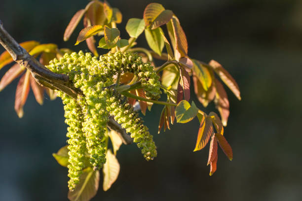 Young leaves and catkins of a walnut (Juglans regia), close-up. Blooming walnut trees in spring. Young leaves and catkins of a walnut (Juglans regia), close-up. Blooming walnut trees in spring. Soft background. regia stock pictures, royalty-free photos & images