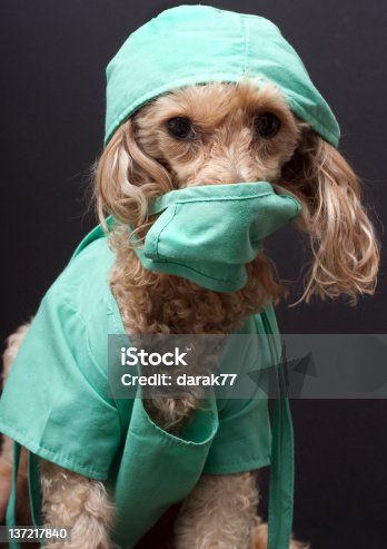 70+ Dog Nurse Costume Stock Photos, Pictures & Royalty-Free Images - iStock