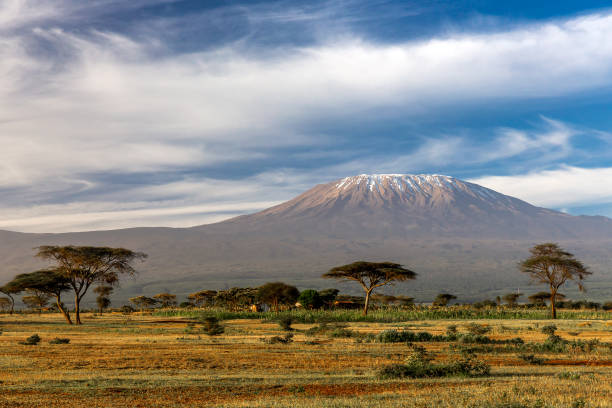 Kilimanjaro with Acacia Trees stock photo