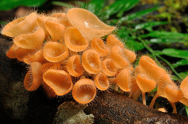 hongos en el bosque - sphagnum bog galerina fotografías e imágenes de stock