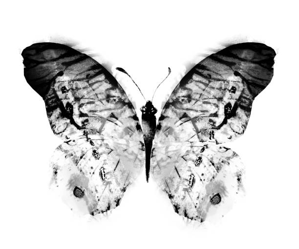 istock Black and white watercolor butterfly , isolated on the white background 1372180633