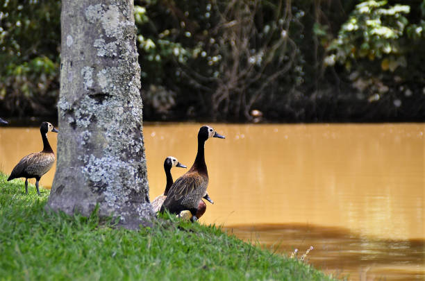 istock On sunny day ducks Dendrocygna viduata on the lakeside 1372180692