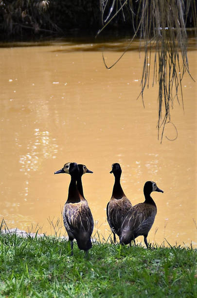 istock Four ducks Dendrocygna viduata on the lakeside 1372181275