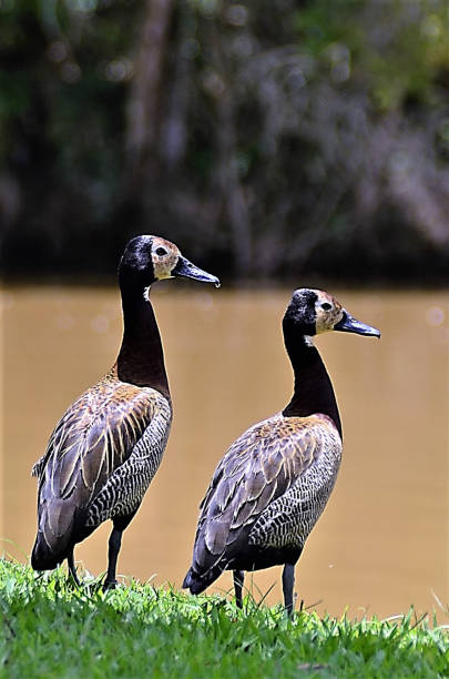 istock Beautiful and robust ducks Dendrocygna viduata 1372181276