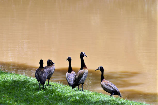 istock Dendrocygna viduata on lake edge 1372181306