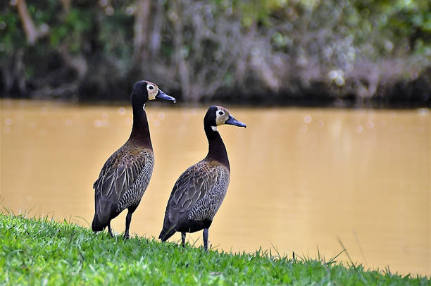 istock Two ducks Dendrocygna viduata on the lakeside 1372181307