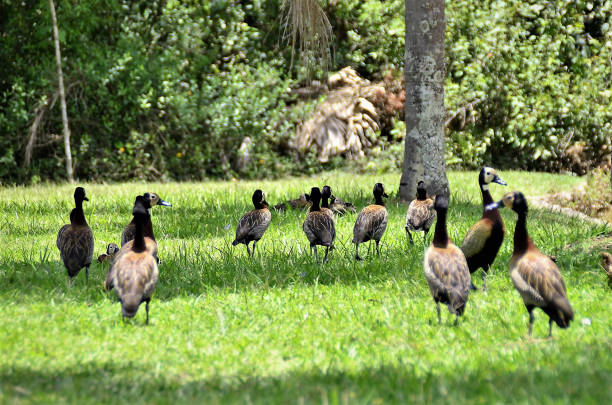 istock Ducks Dendrocygna viduata walking through the grass 1372181318