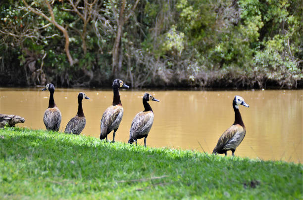 Bordering the lake varios ducks Dendrocygna viduata