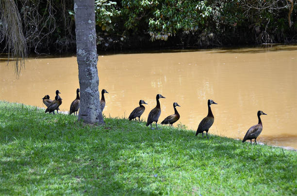 istock Dendrocygna viduata ducks on lakeside in shadow 1372181343