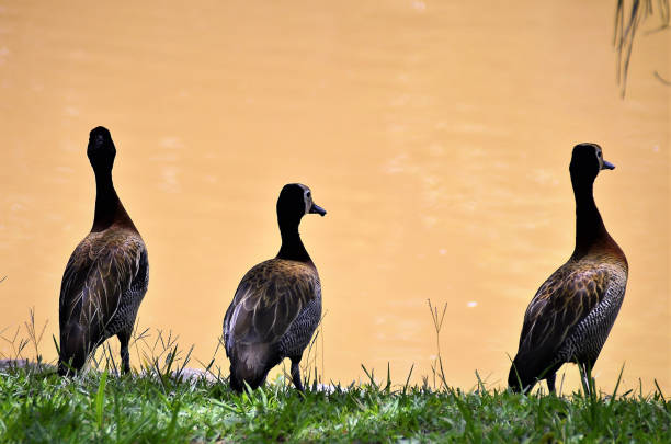 istock Dendrocygna viduata looking at lake 1372181355