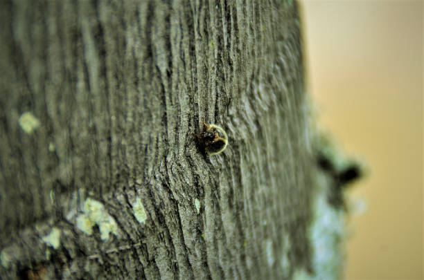 istock Hairy little beetle on trunk 1372181466