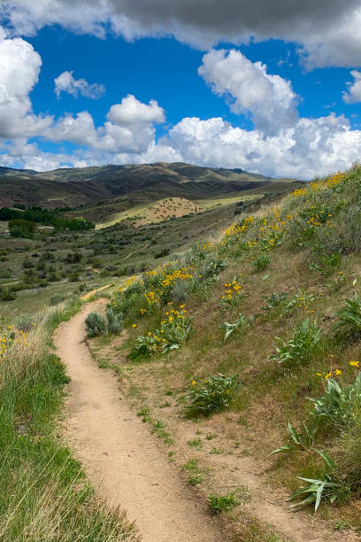 istock Spring in the Boise foothills trails 1372181539