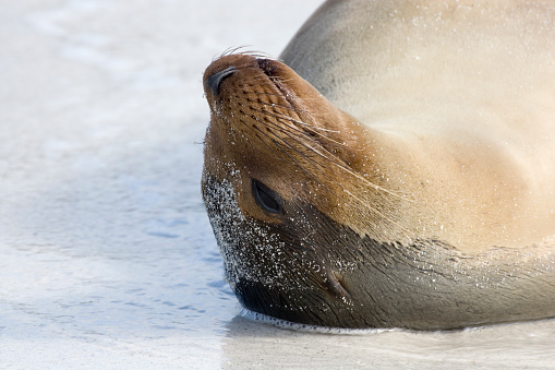 Young female Galapagos Sea lion Zalophus californianus wollebacki on Espanola Island in the Galapagos Ecuador South America