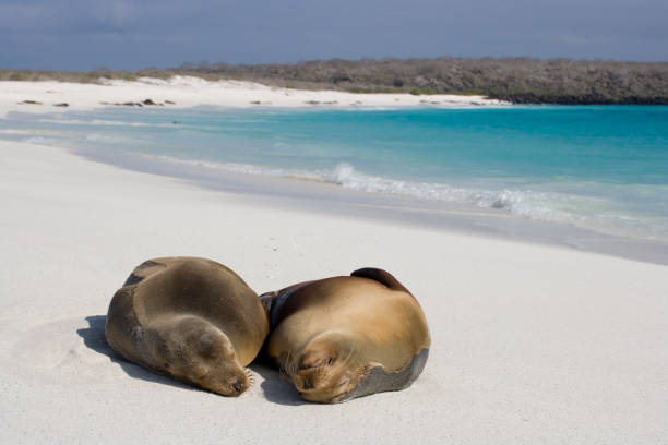Two Galapagos Sea lions ( Zalophus wollebacki ) on a beach Gardner Bay, Espanola Island in the Galapagos Islands, Ecuador; South America