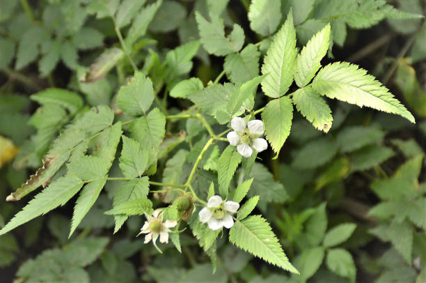 istock The white flower of Rubus rosifolius 1372181715