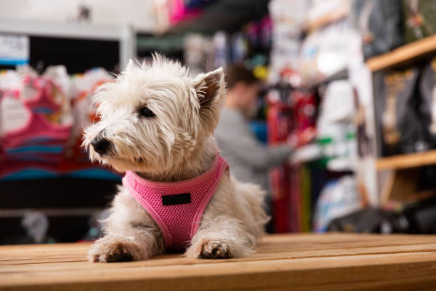 istock West highland terrier dog sitting in petshop 1372181722